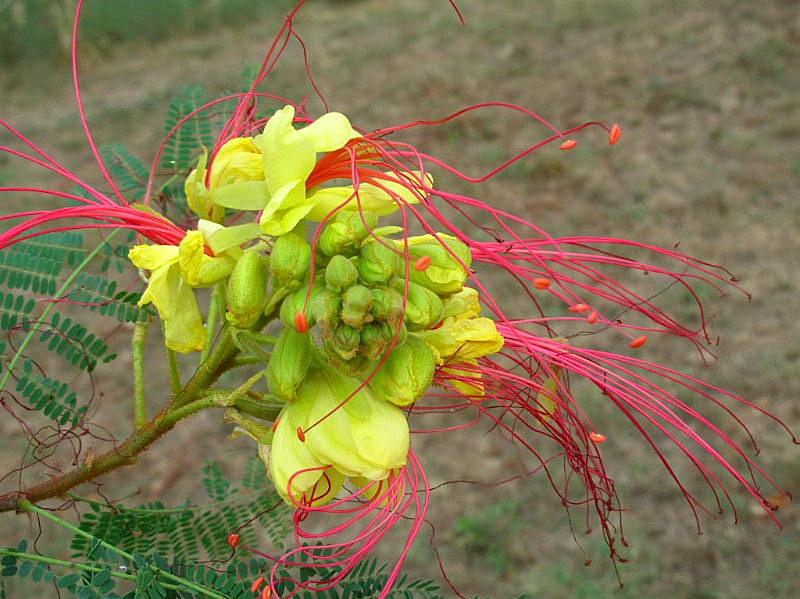 Poinciana gilliesii (pianta coltivata)